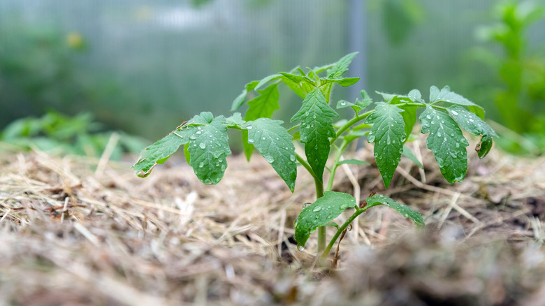 mulch around tomato plant