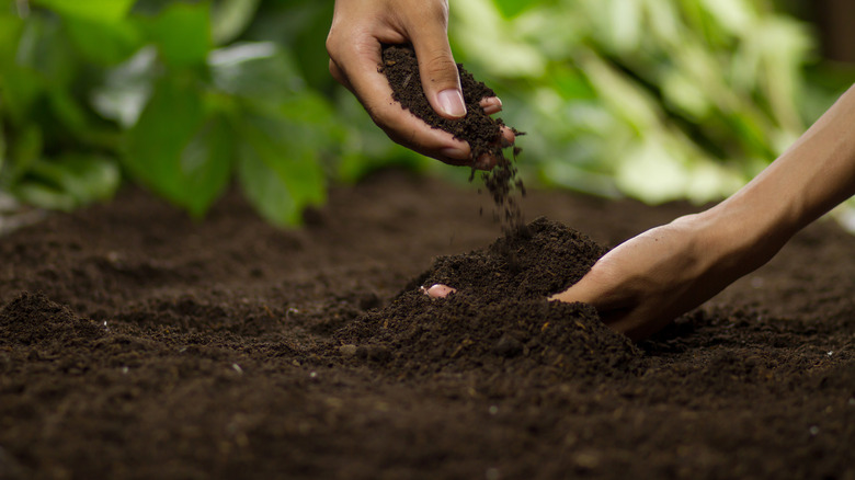 checking garden soil quality