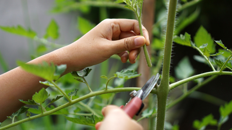 pruning tomato plant