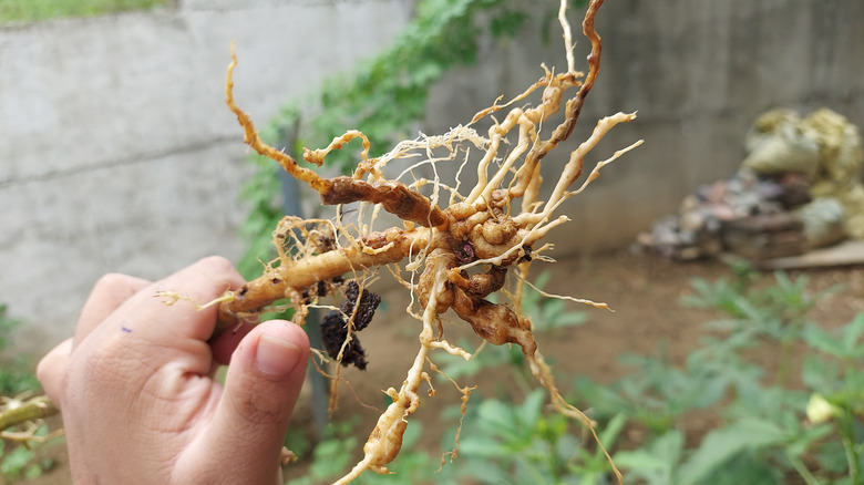 nematodes on plant roots