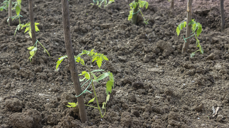 tomatoes staked in garden