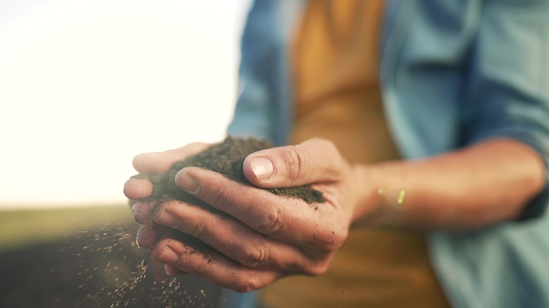 Hands holding soil 