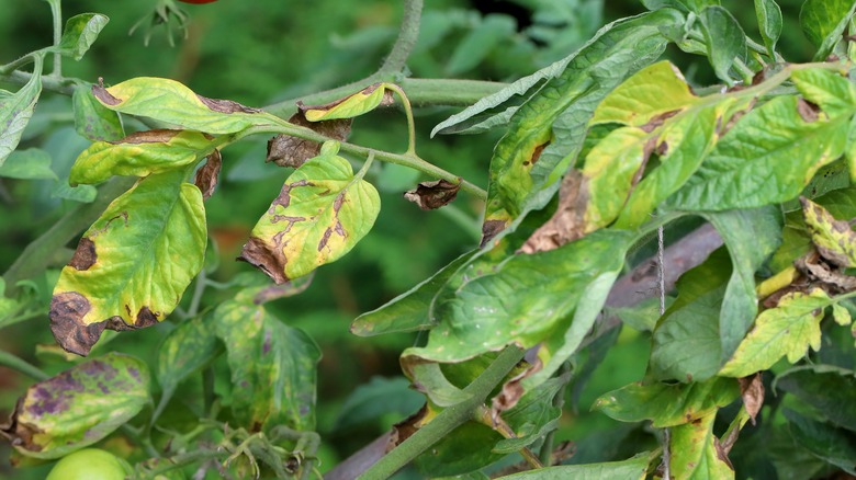 tomato plant with blight