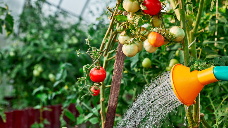 watering tomato plant