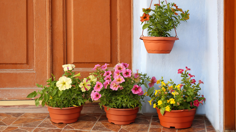 Potted flowers on front porch