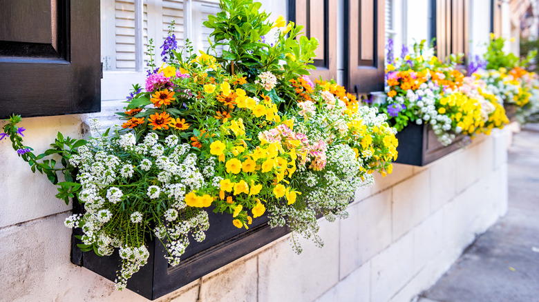 Colorful window flower boxes