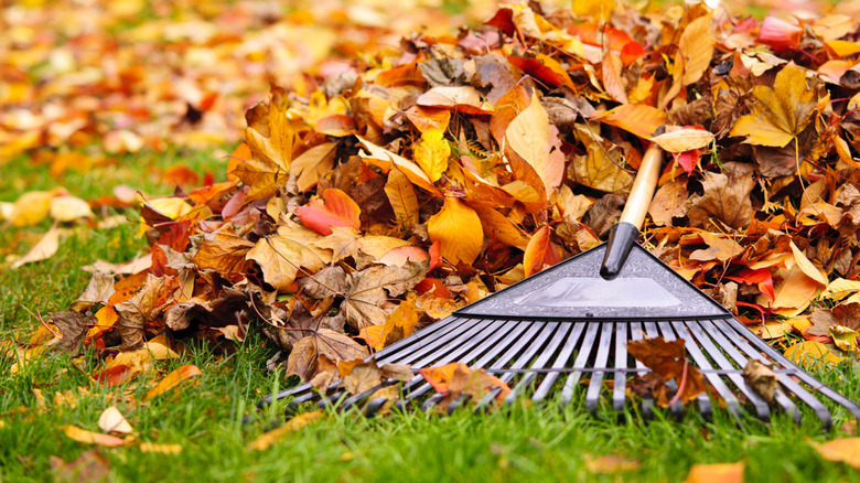 Fall leaves with rake