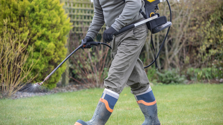 Gardener horticulturalist spraying weed