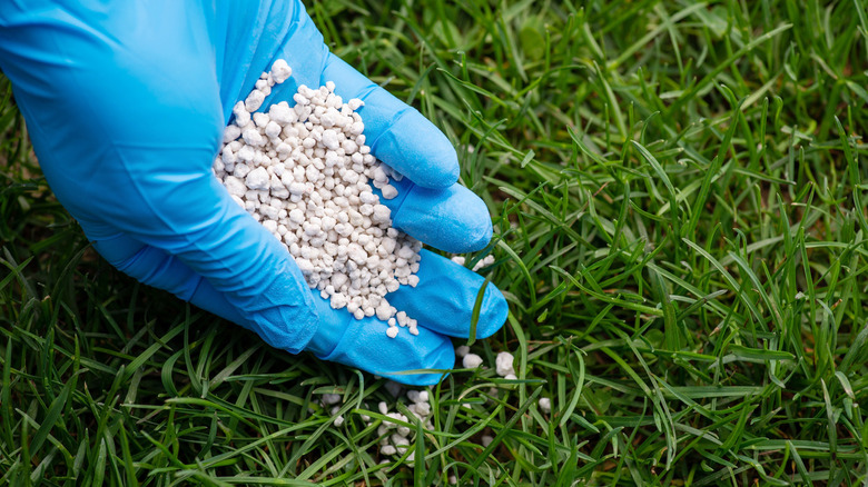 Hand fertilizing grass