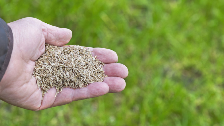 Repairing lawn with grass seed