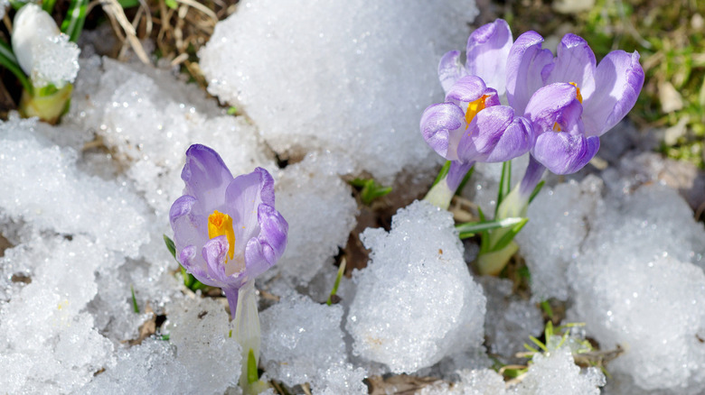 Purple crocuses in snow