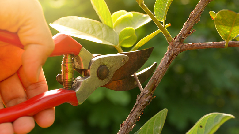 Gardener pruning trees with shears