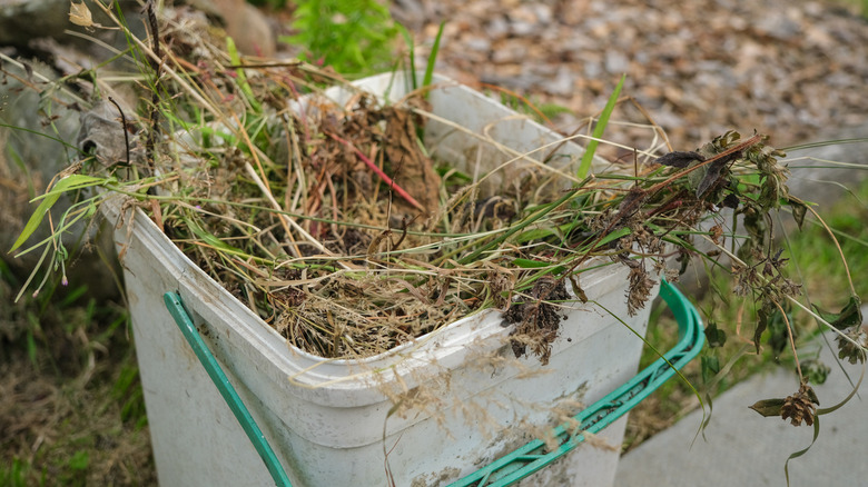 Bucket of garden weeds