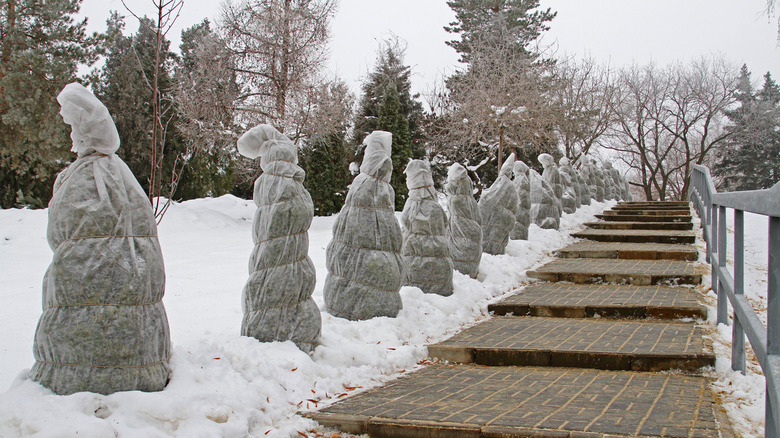 Protection of bushes from frost