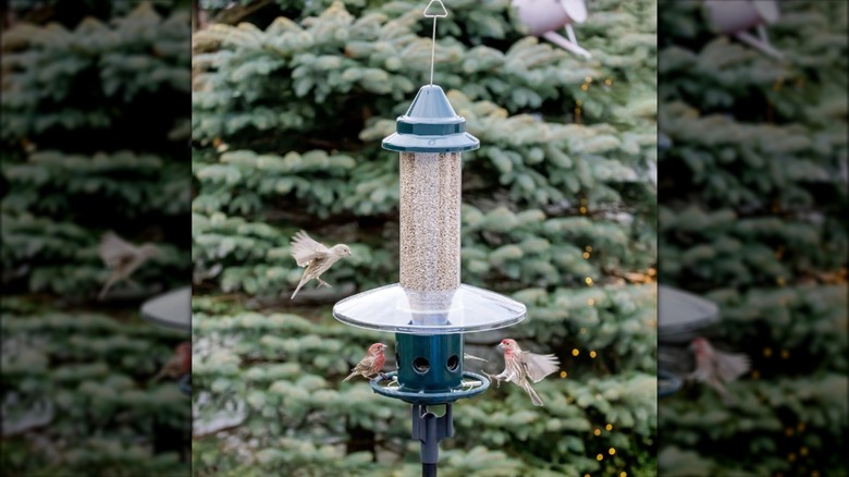 Brome Squirrel Buster Plus Squirrel-Proof Bird Feeder