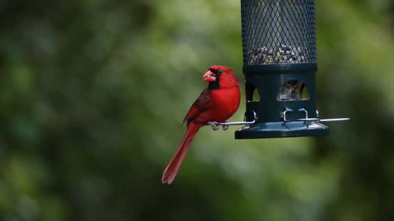 cardinal perched on squirrel-proof bird feeder