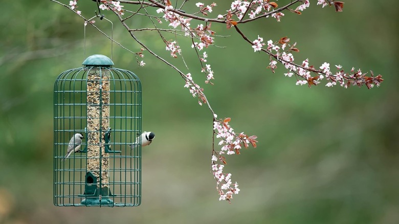 More Birds Squirrel-X Bird Feeder