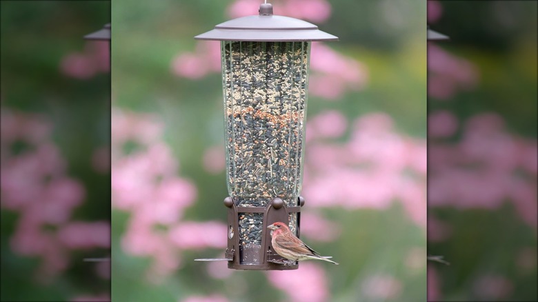 Perky-Pet Squirrel-Be-Gone Max Bird Feeder