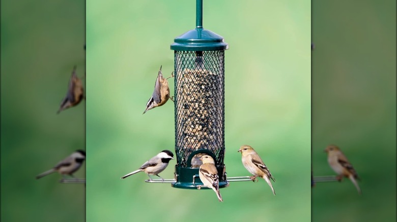 Squirrel Buster Mini Squirrel-proof Bird Feeder