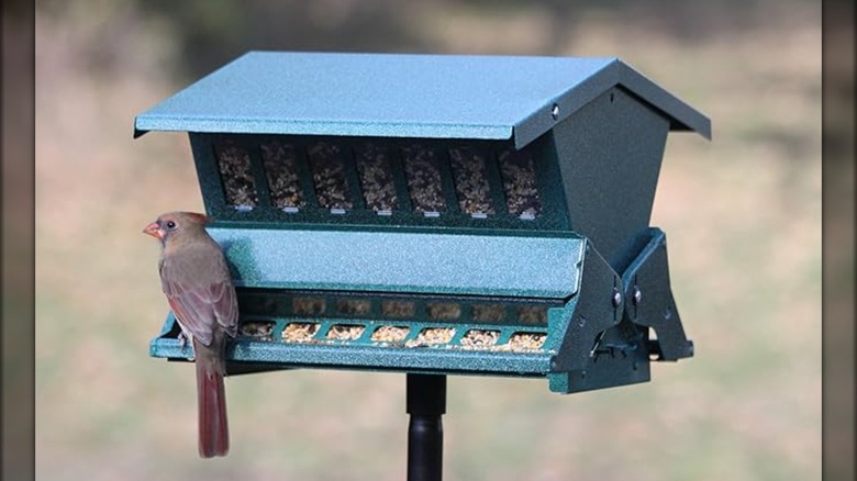 Woodlink Absolute II Squirrel Resistant Bird Feeder