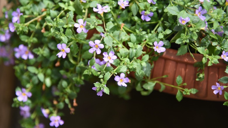 Lavender colored Bacopa