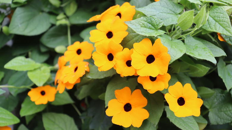 Thunbergia alata