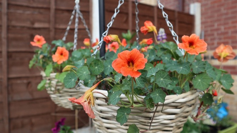 Nasturtium in basket