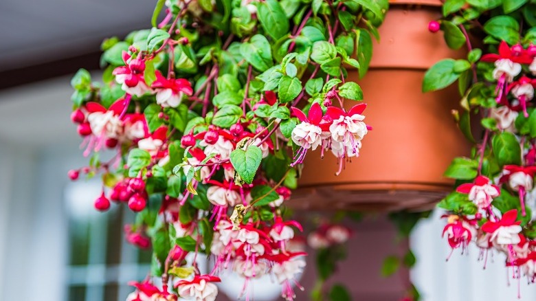 Fuchsia in hanging basket