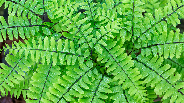 Adiantum pedatum