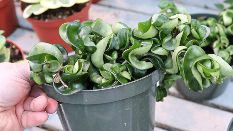 Hoya carnosa 'compacta'