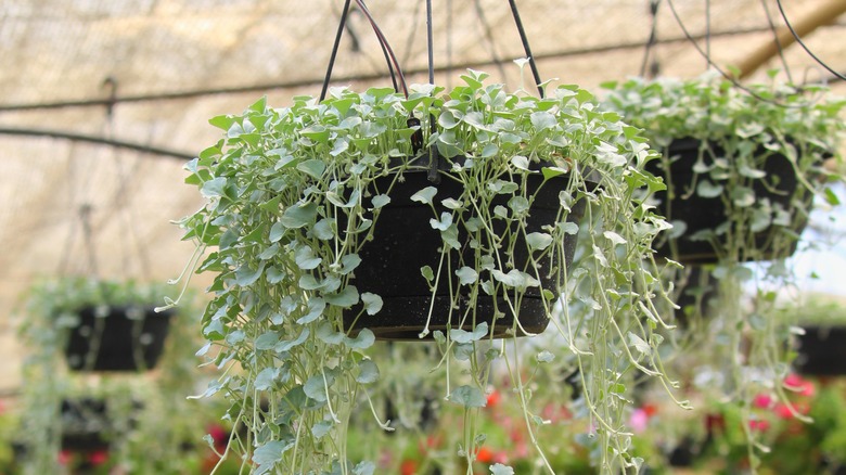 Dichondra argentea in pot