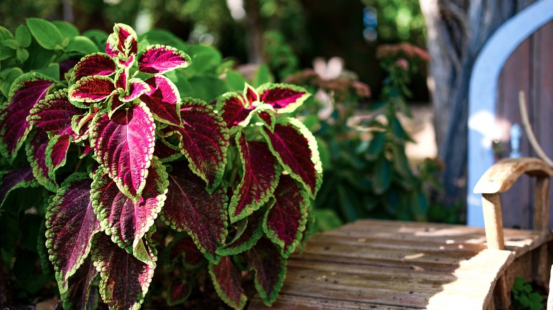 Plectranthus scutellarioides