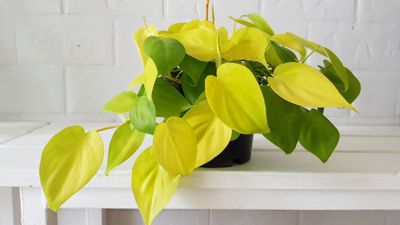 Philodendron hederaceum 'lemon lime'