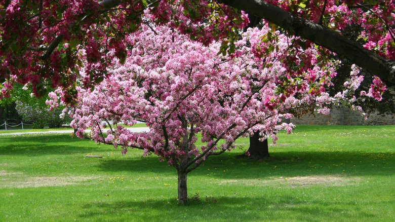 Blossoming Crab Apple Tree