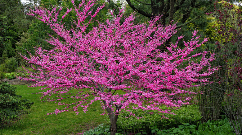 Flowering eastern Redbud tree