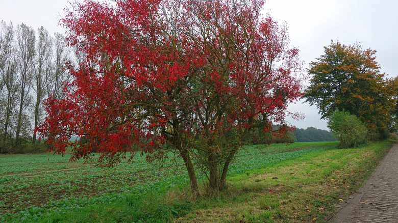 euonymus