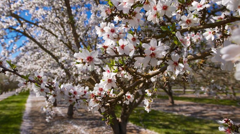 cluster of almonds in full bloom