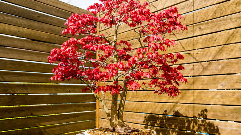 Japanese maple bonsai tree