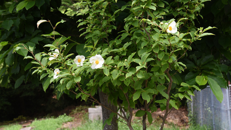 Japanese stewartia blossoms