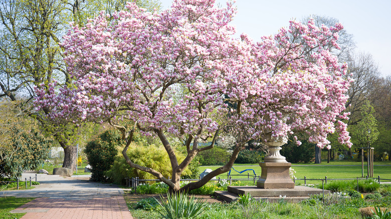 blooming magnolia tree