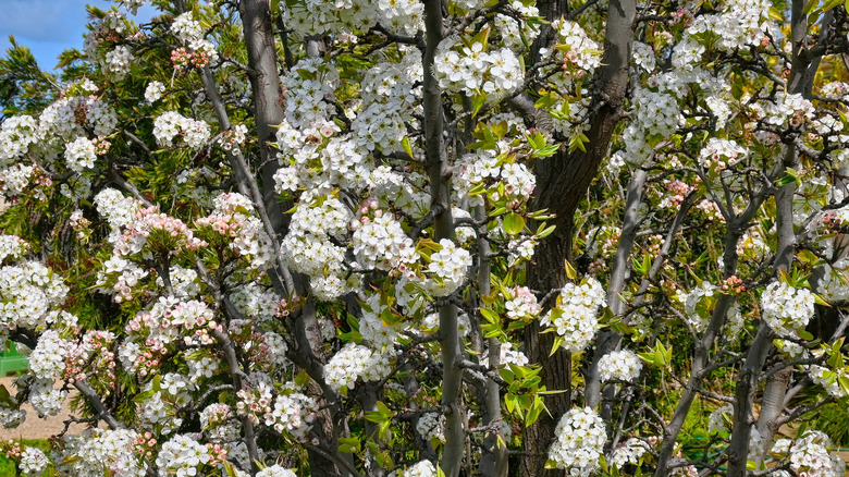 Japanese Cherry Tree in blossom