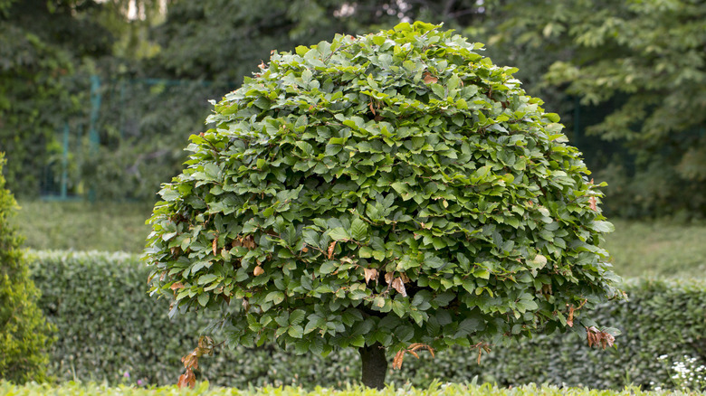 Hornbeam in a summer park