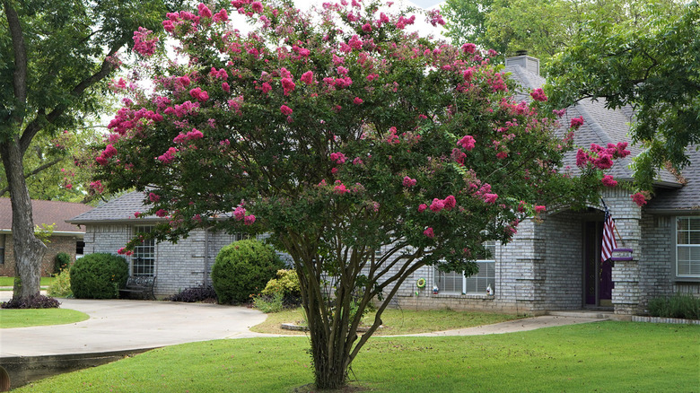 Crepe Myrtle Tree in summer