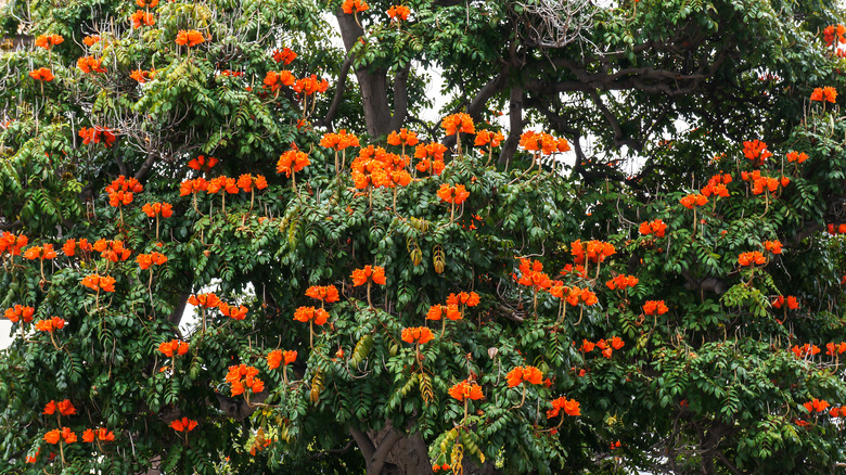 Blooming Spathodea campanulata