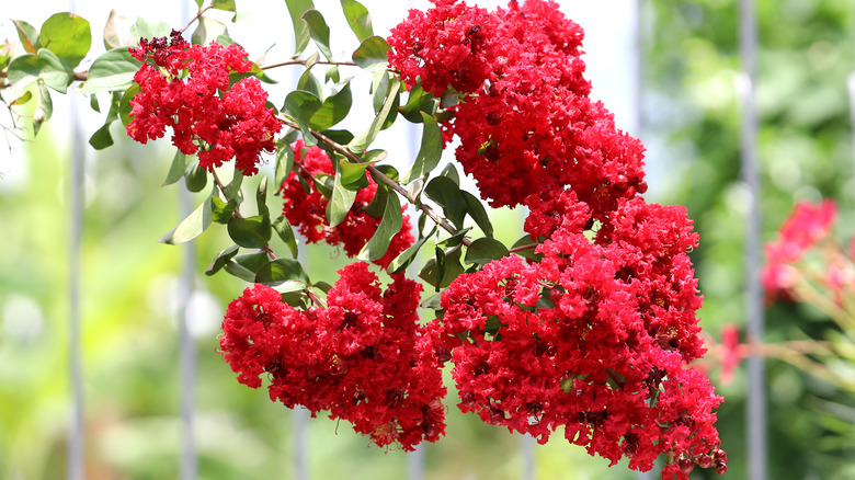 Red blooming Lagerstroemia indica