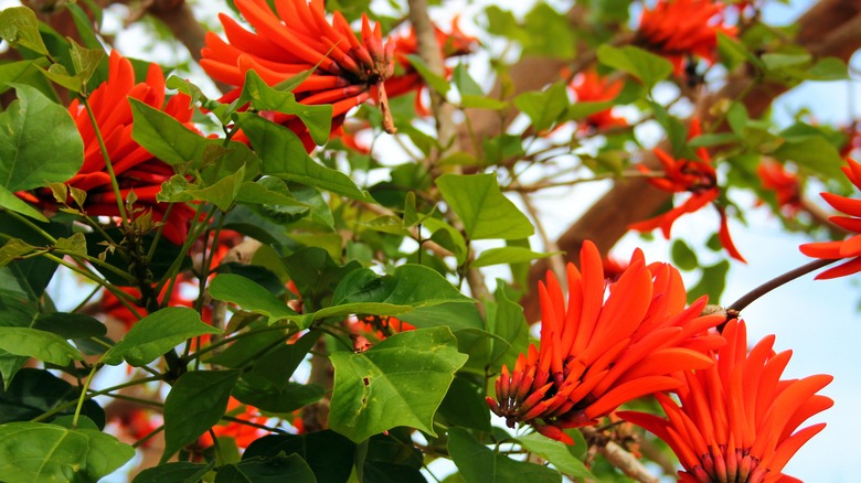 Blooming Erythrina Variegata