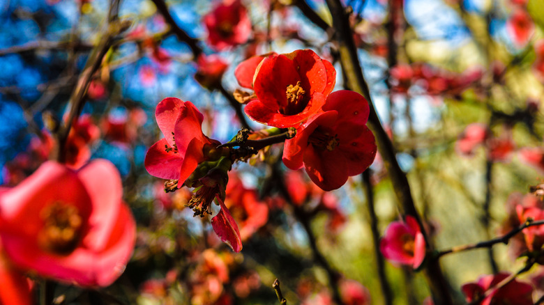 Chaenomeles japonica