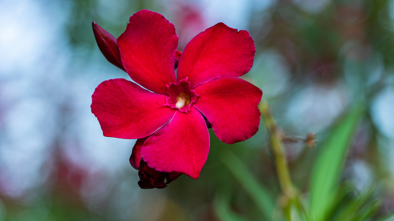 Nerium oleander flower