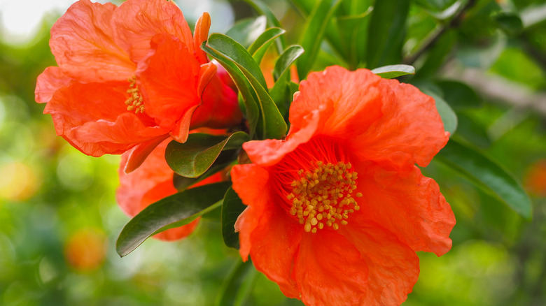 Blooming Punica granatum