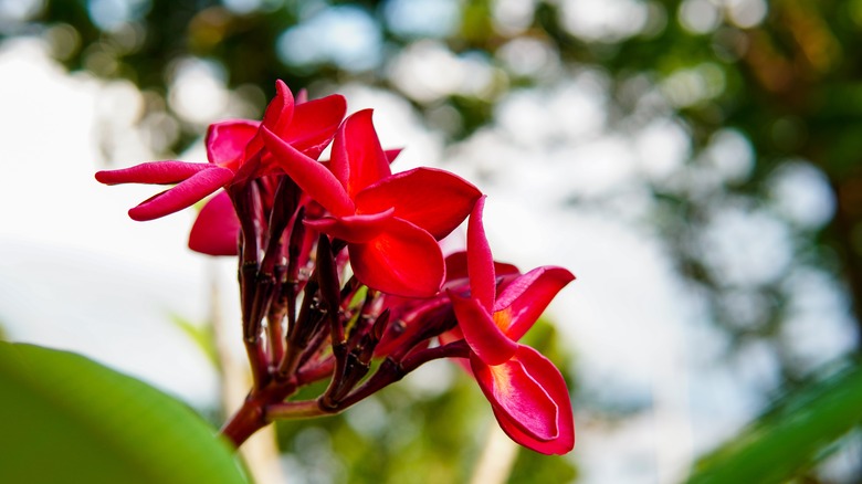 Red Plumeria rubra flowers